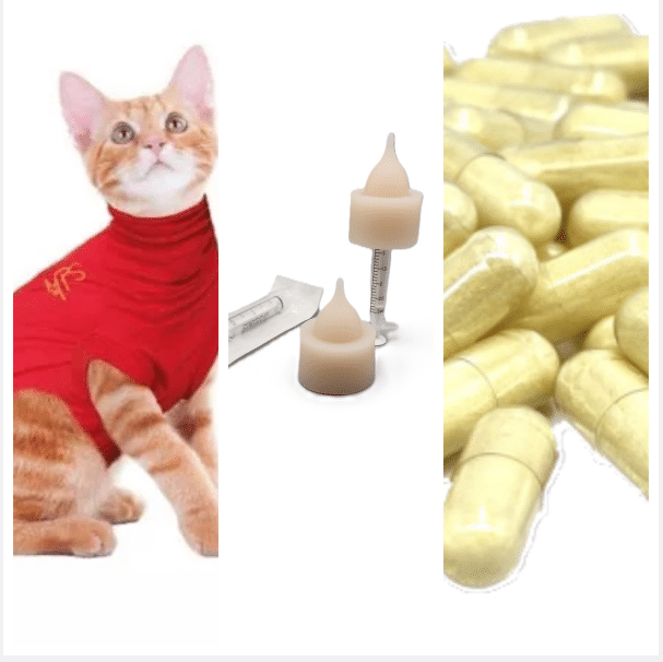 Kit XXS pour chatte gestante avec incompatibilité du groupe sanguin